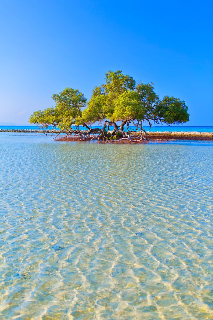 صورة الألبوم